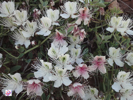 eynali flower Tabriz